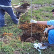 7. Radovi na sadnji drvenastog bilja na fazi I flotacijskog odlagališta 2011. god.