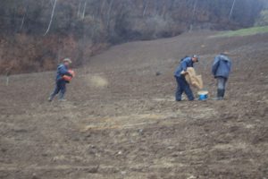 Priprema, gnojenje zemlјišta i sadnja odgovarajućih vrsta trave