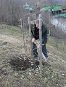 Vinograd