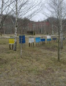 Pčelinjak