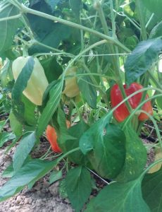 Uzgoj povrća na rekultivisanom zemlјištu