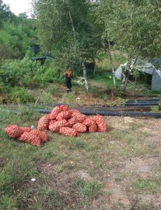 Uzgoj povrća na rekultivisanom zemlјištu